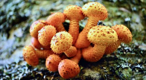 champignon orange